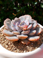 Echeveria pinky punky variegada