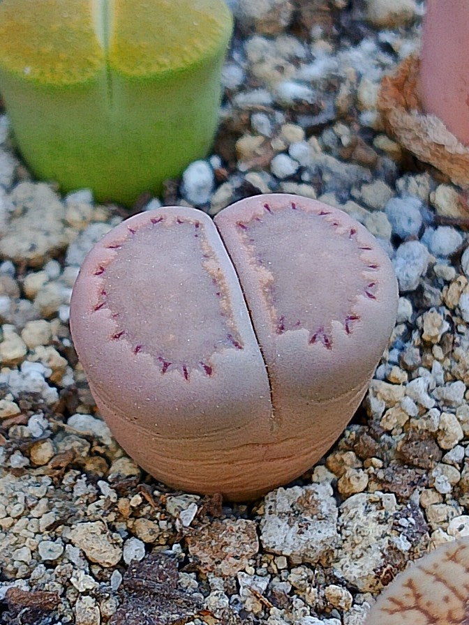 CL005 Lithops Salicola