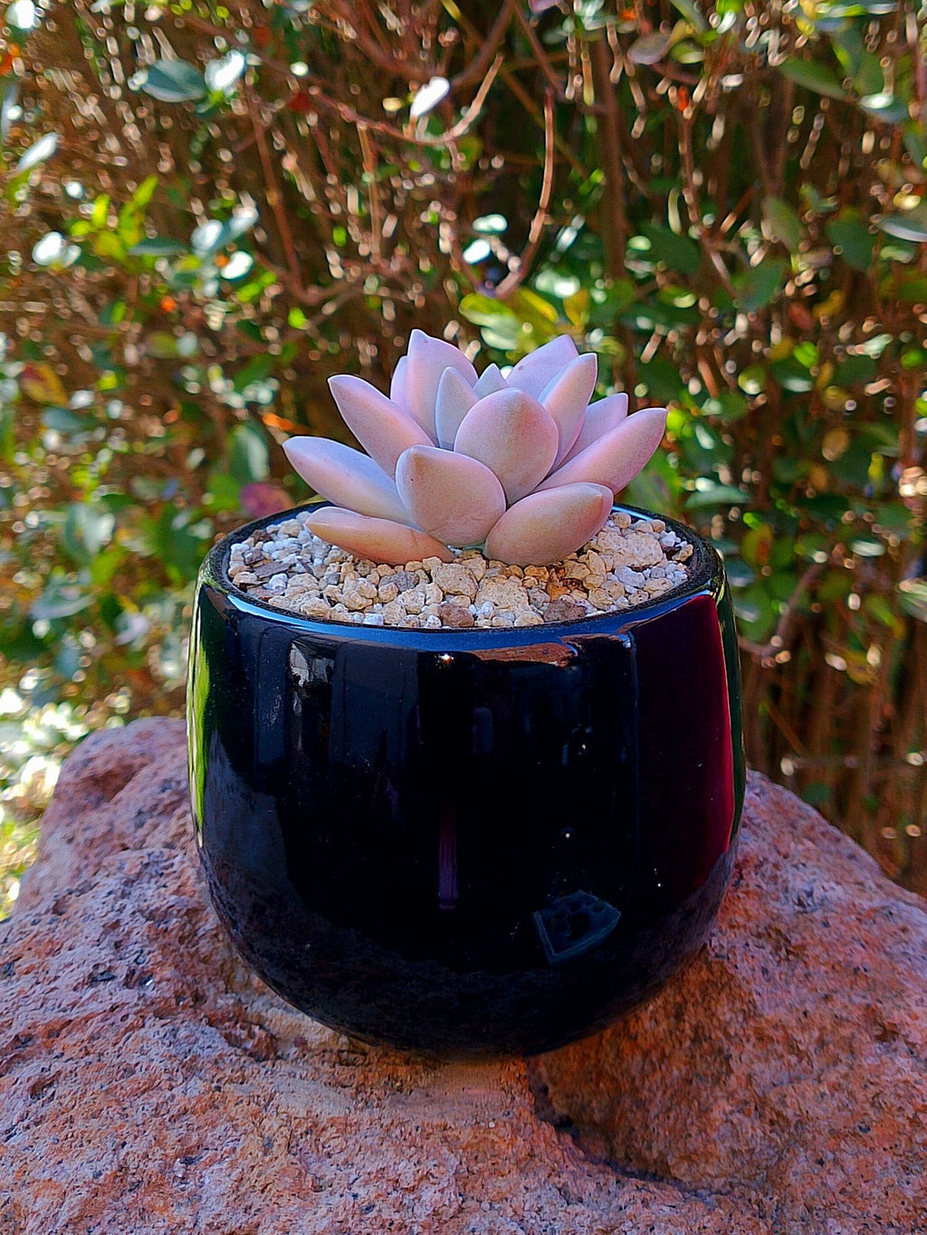 Echeveria Awayuki variegada