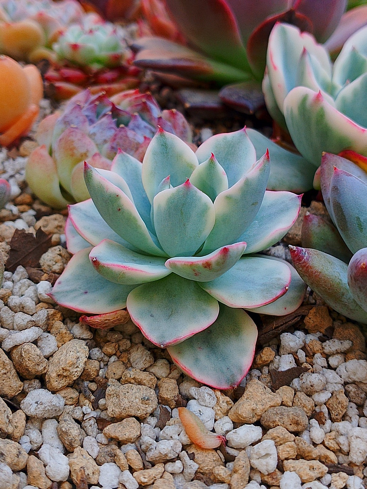 Mini Echeveria Atlantis variegada | maceta 3"