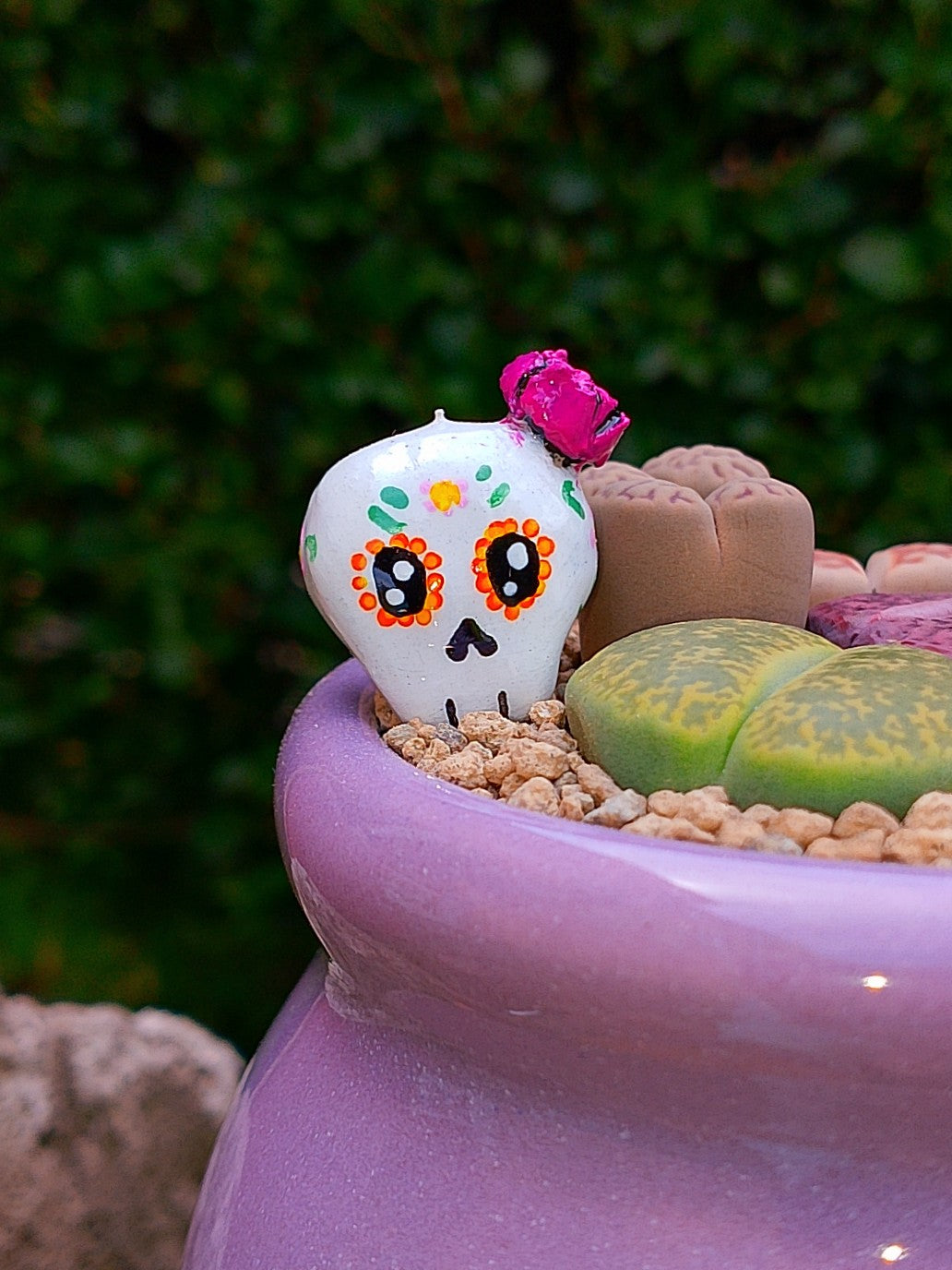 Paquete lithops Mix - Caldero Catrina