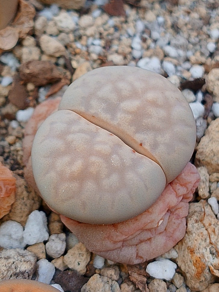 C297 	Lithops julii ssp. julii