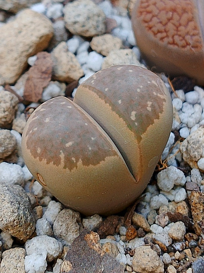 C274 	Lithops geyeri