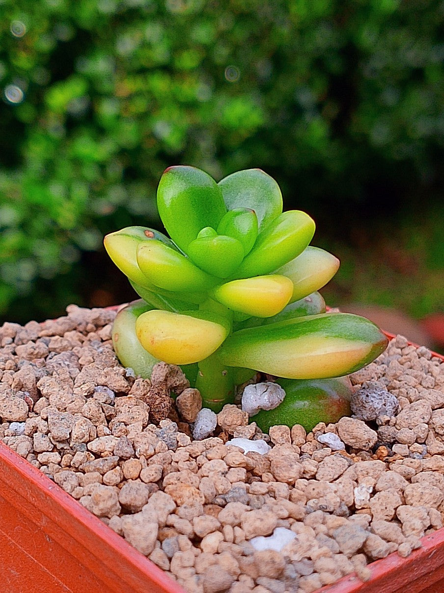 Sedum Lucidum Obesum variegado | maceta 3"