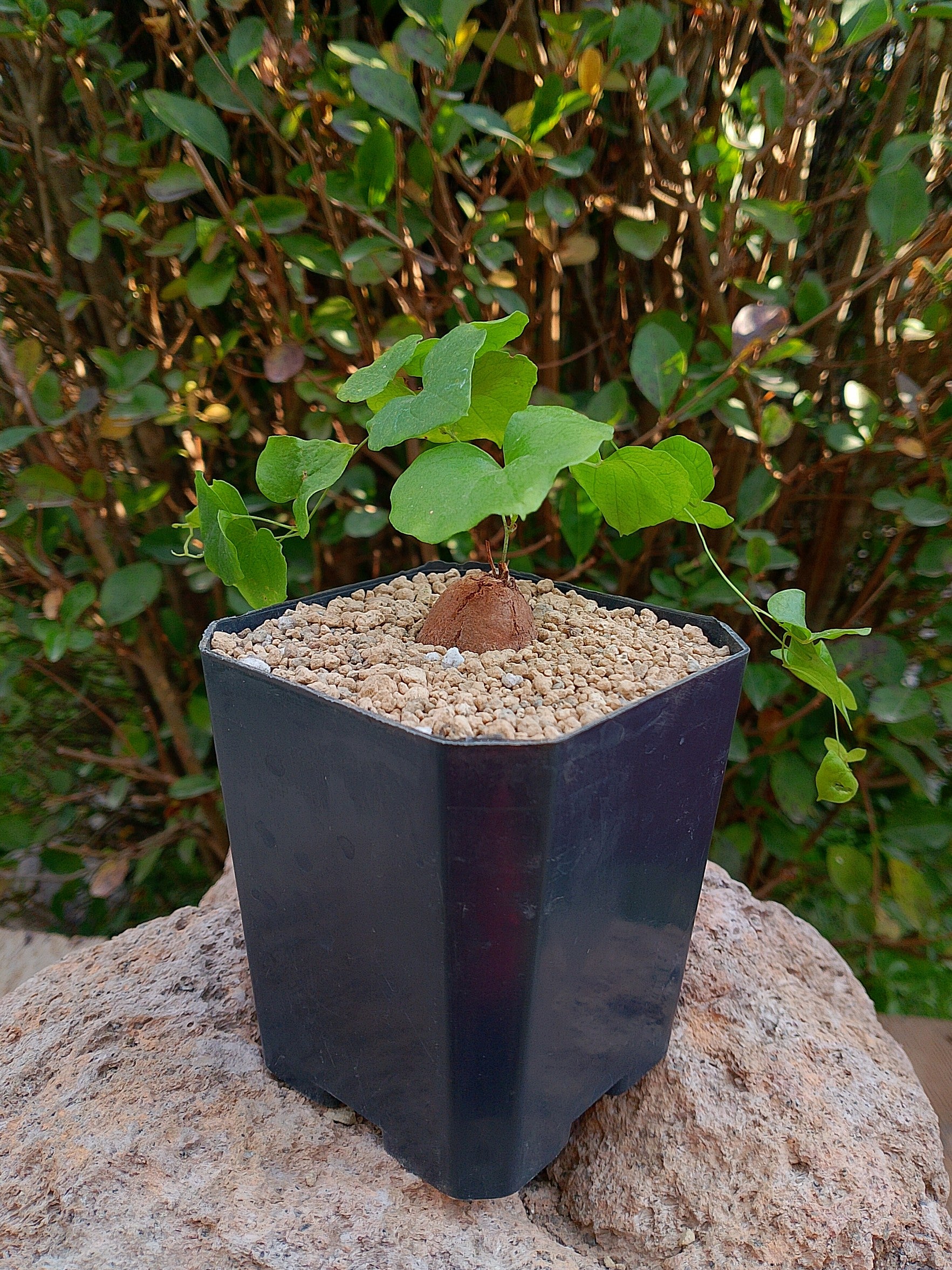 Dioscorea Elephantipens Grande 3