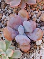 Echeveria Lala | maceta 3"