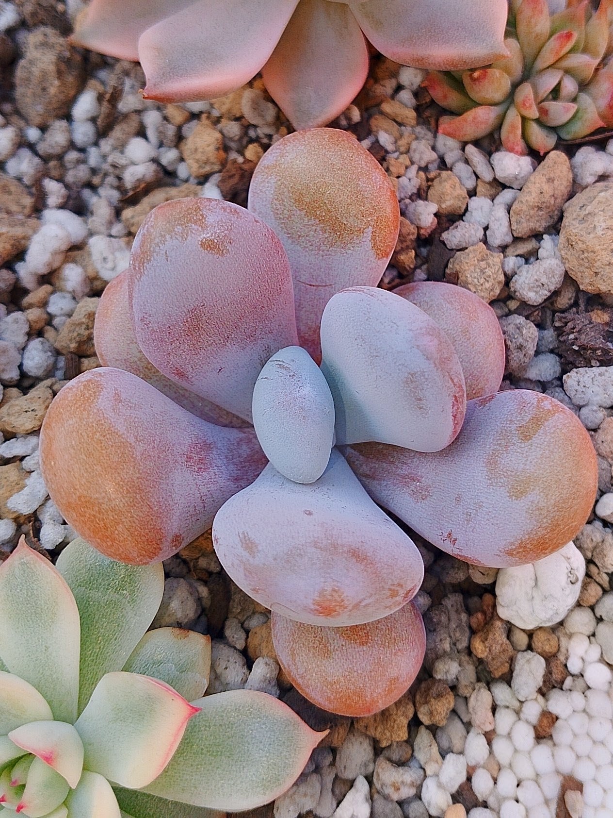 Echeveria Lala | maceta 3"