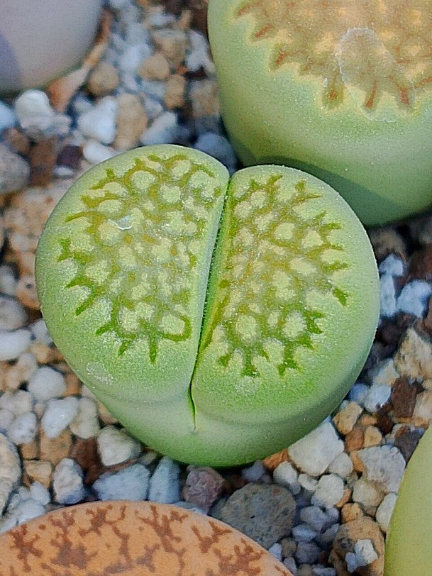 Lithops hallii var. hallii 'Sakkie's Green'