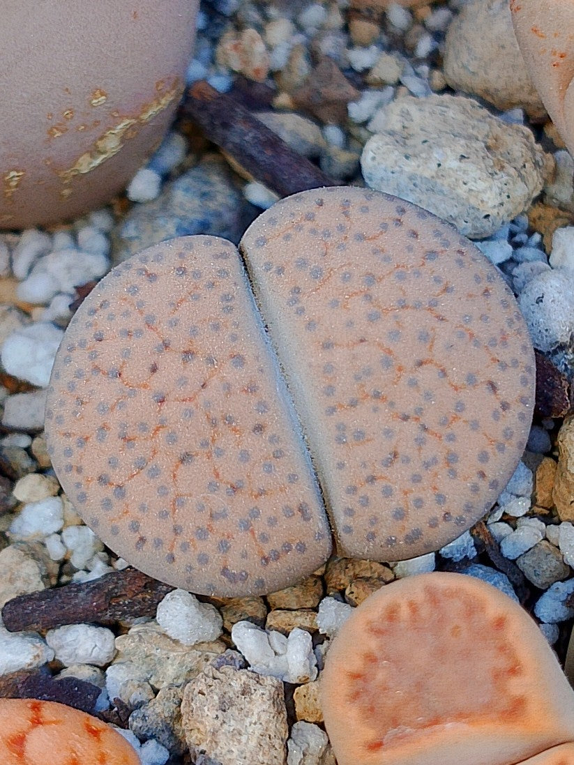 CL004 Lithops Fulviceps