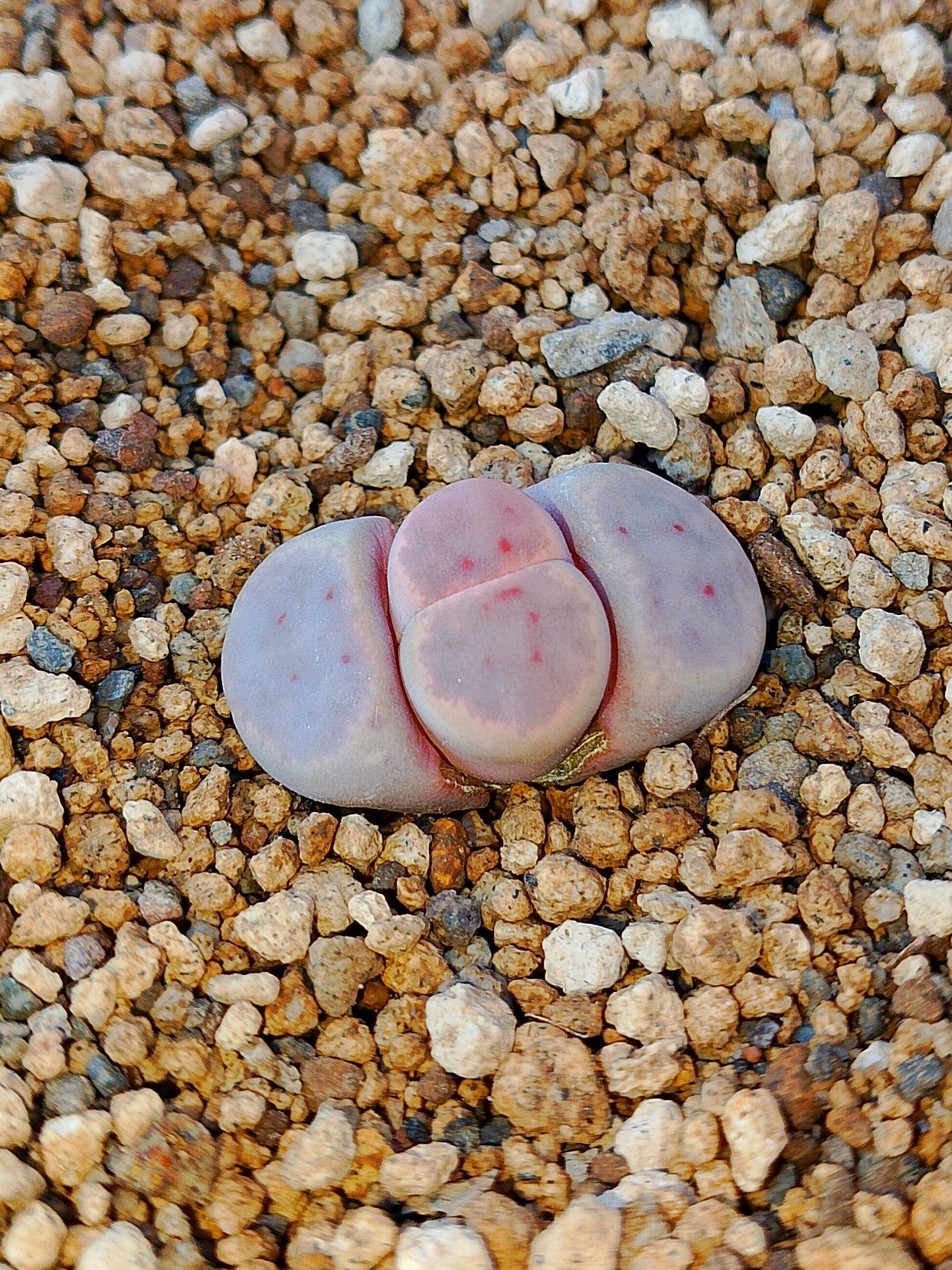 C206 	Lithops dinteri ssp. dinteri v. dinteri
