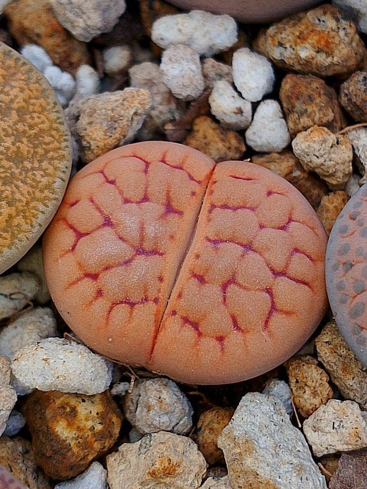 C038 	Lithops hookeri v. lutea