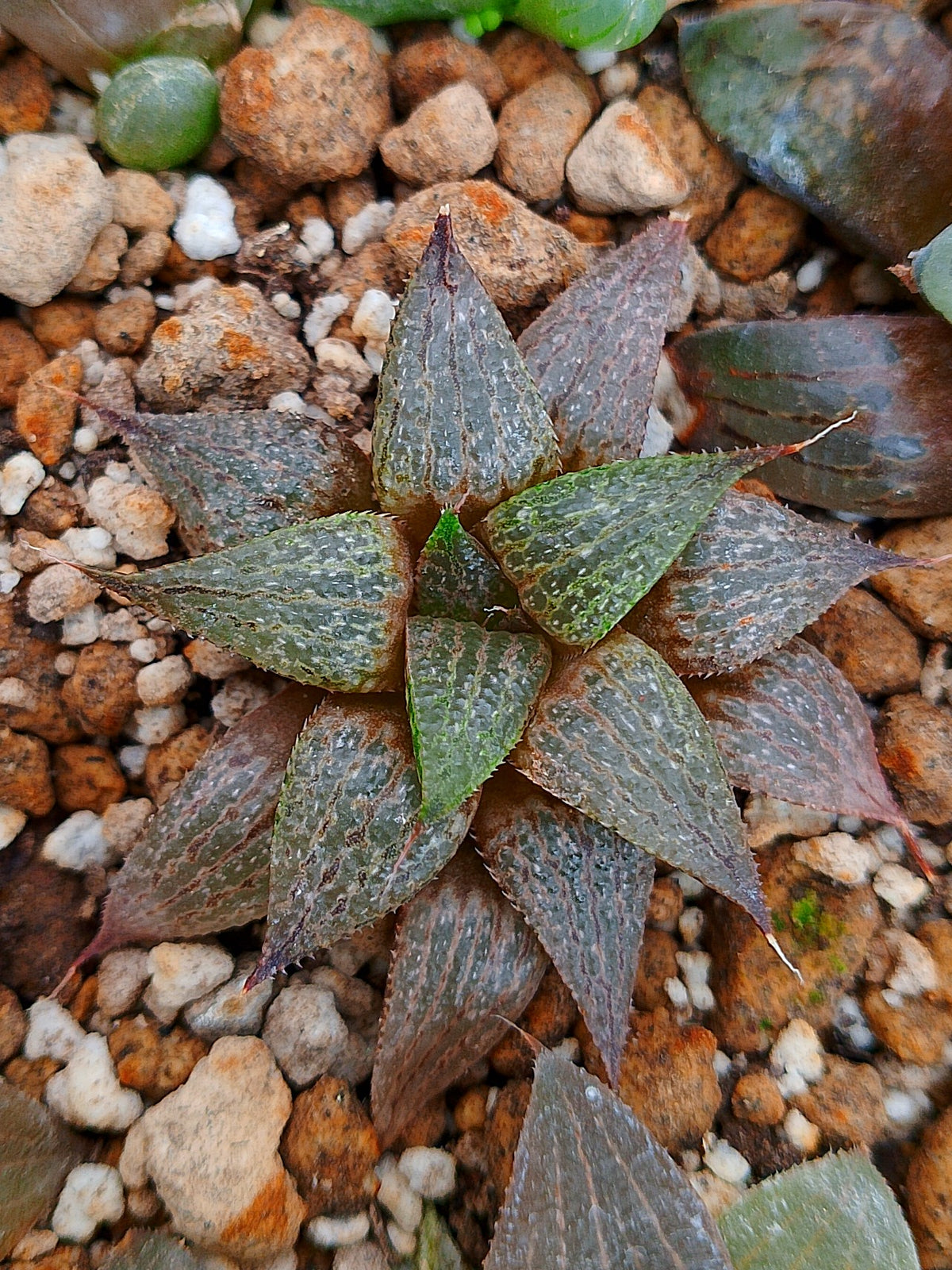 Haworthia RG D | maceta 3"