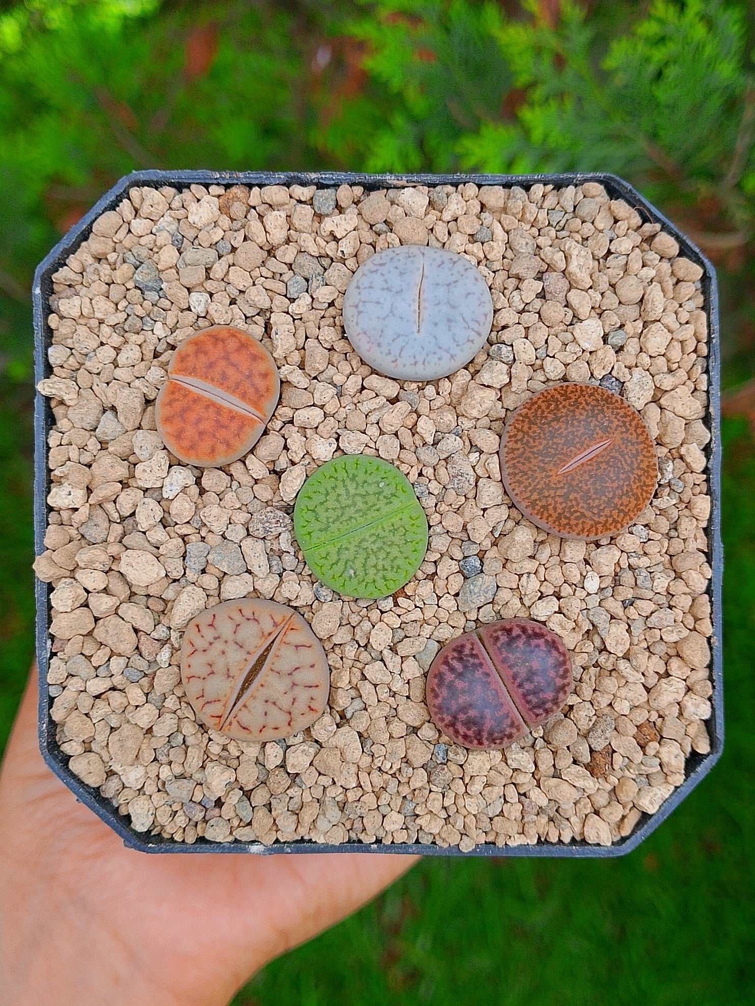 Paquete lithops cultivares K | maceta de 3.5"