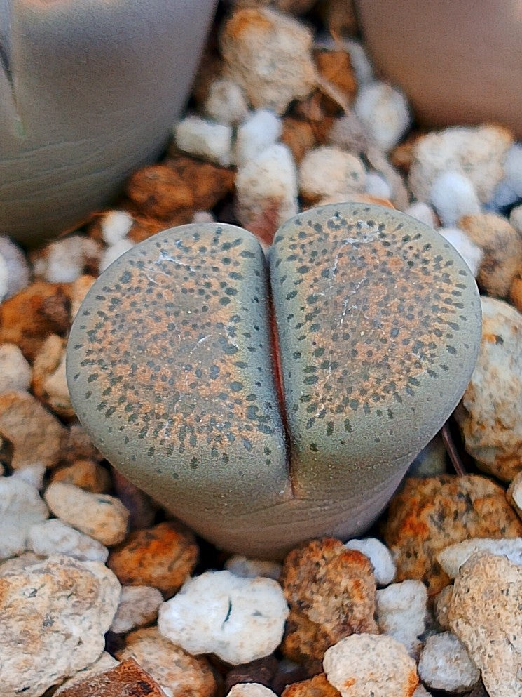 C346 	Lithops terricolor