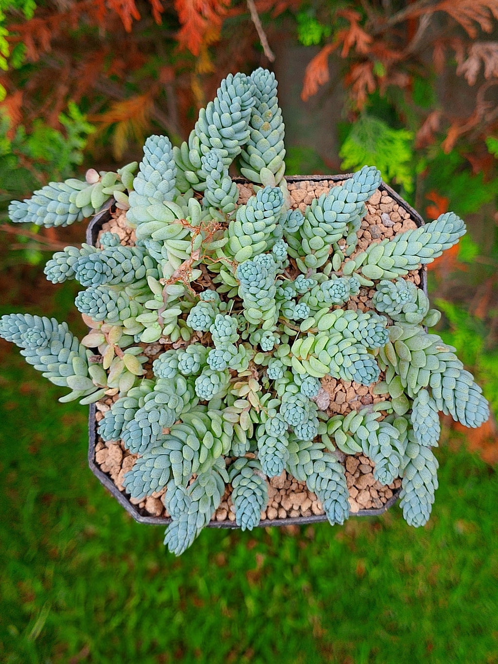 Sedum Himalaya Sky B | maceta 3.5"