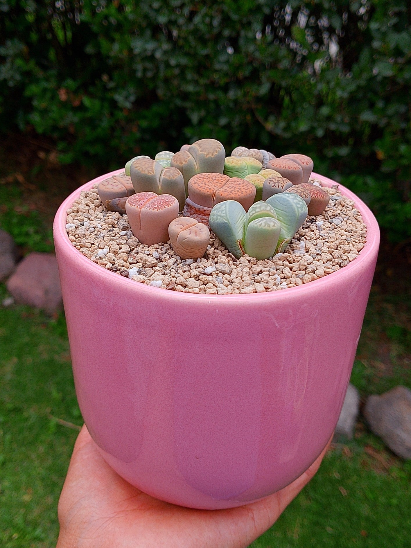 Paquete lithops Mix - circular E