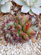 Echeveria Channel rose