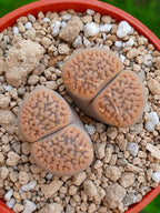 Lithops Hookeri | 2 cabezas