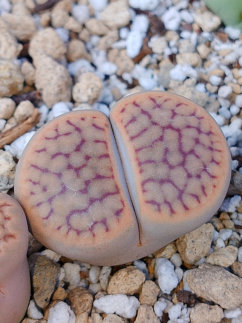 C076 	Lithops schwantesii ssp. schwantesii v. schwantesii