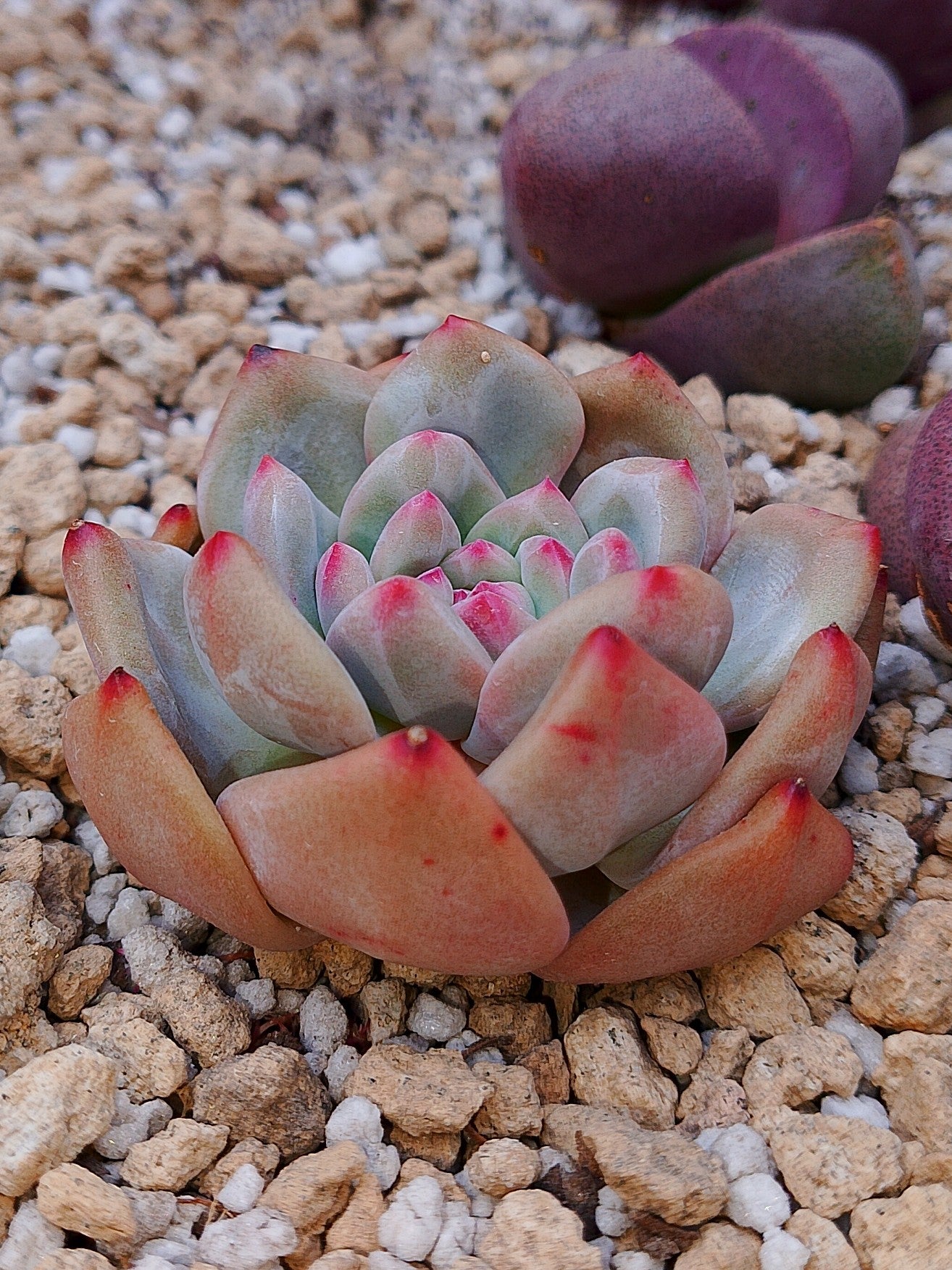 Echeveria Ariel | maceta 3"