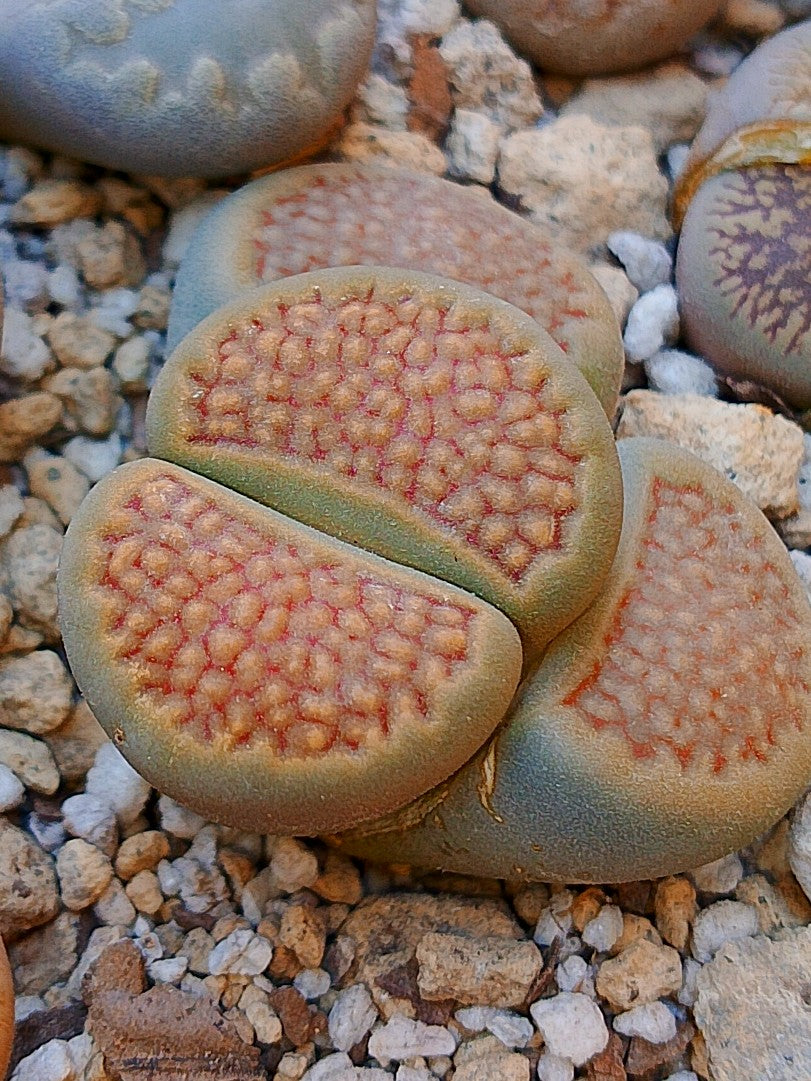 C375 	Lithops hallii v. hallii