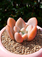 Echeveria Opalina variegada