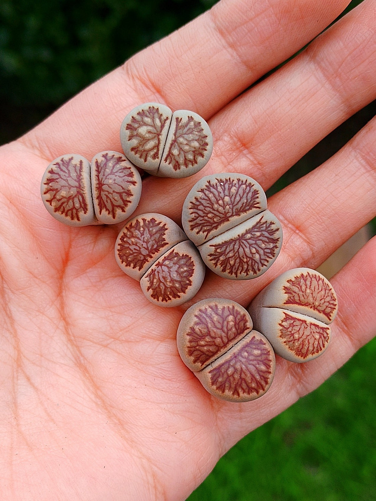 Lithops kikushogiyoku| 2 años