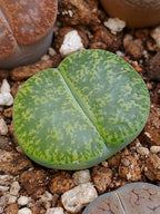 C036B 	Lithops lesliei ssp. lesliei v. lesliei 'Storms’s Albinigold'