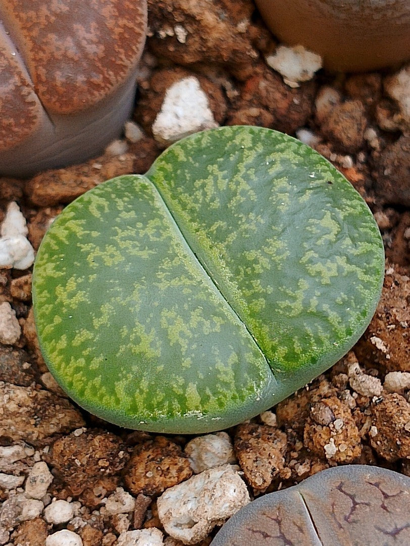 C036B 	Lithops lesliei ssp. lesliei v. lesliei 'Storms’s Albinigold'