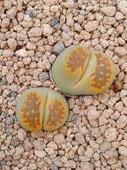 Lithops Hallii var ochracea 'Green soapstone'| 2 cabezas