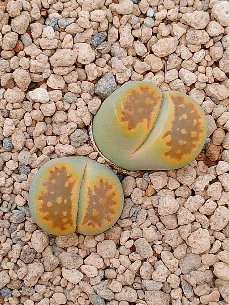 Lithops Hallii var ochracea 'Green soapstone'| 2 cabezas