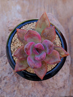 Echeveria Pink tulip