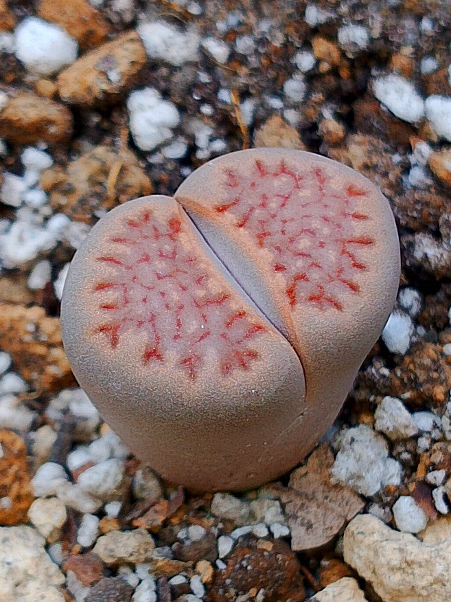 C158 	Lithops hallii v. hallii