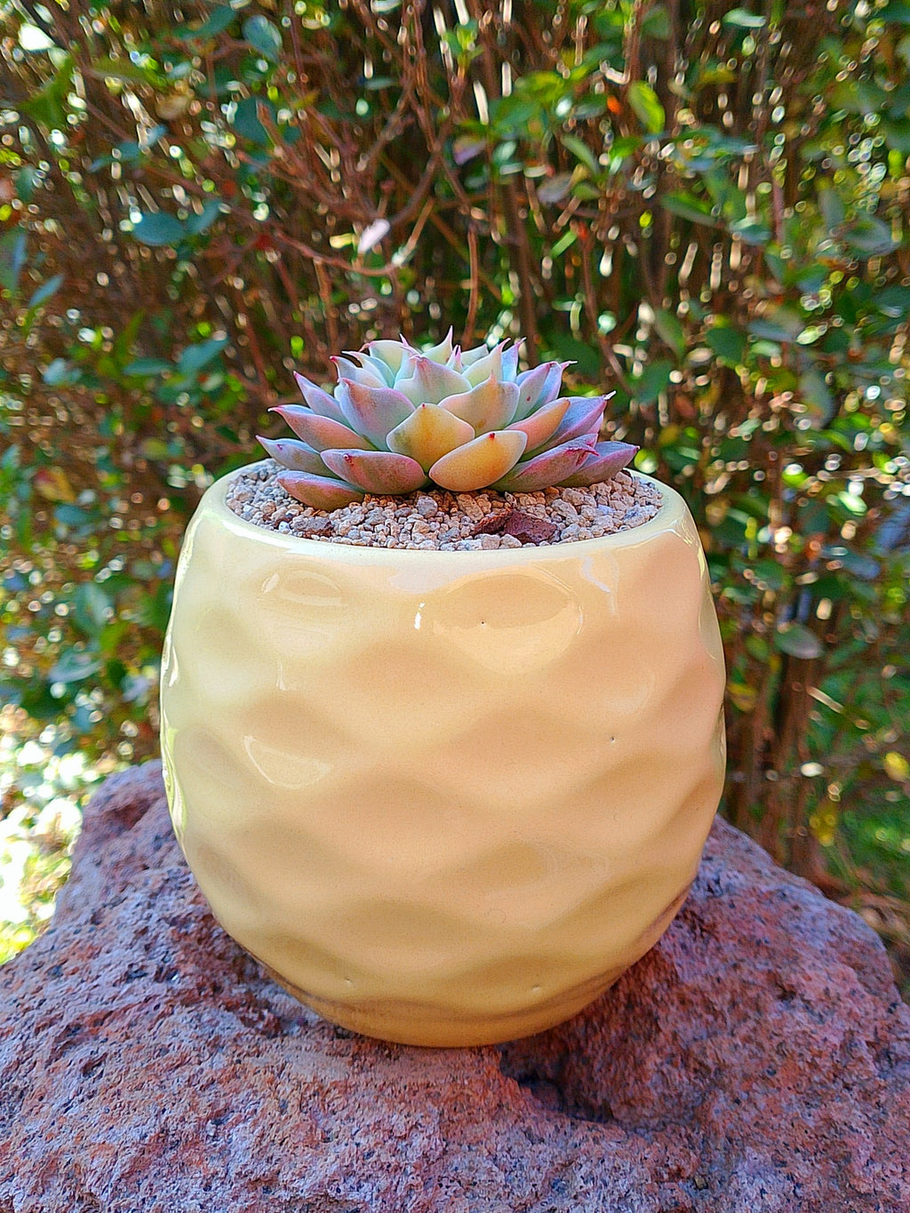 Echeveria halbingueri variegada