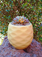 Echeveria halbingueri variegada