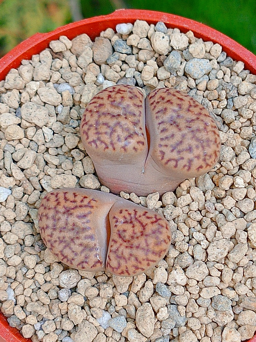 C043 Lithops Bromfieldii | 2 cabezas