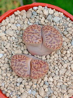 C043 Lithops Bromfieldii | 2 cabezas
