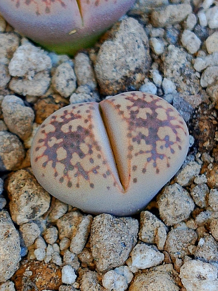 C207 	Lithops gesinae v. gesinae