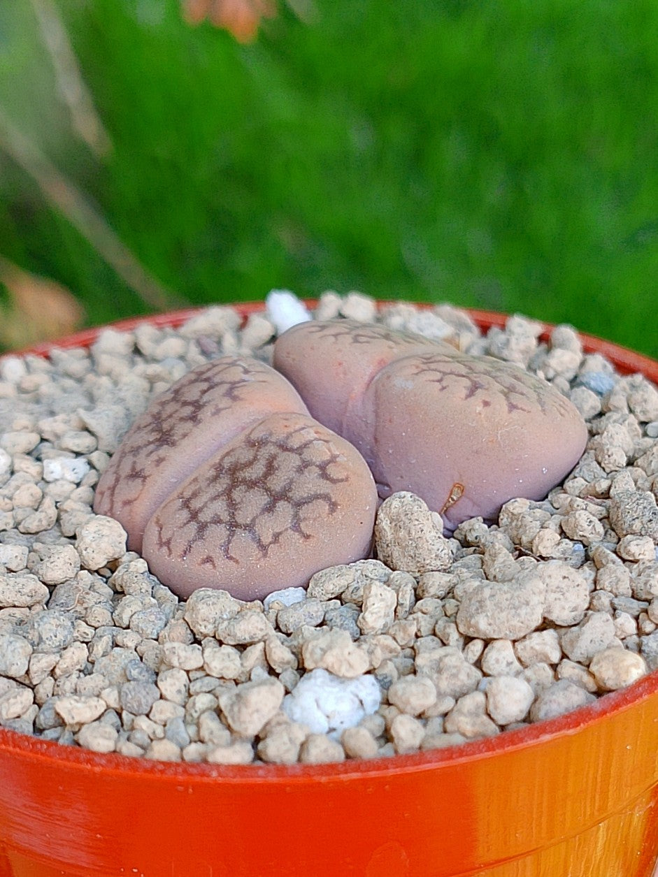 Lithops Hookeri | 2 cabezas