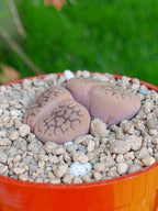 Lithops Hookeri | 2 cabezas