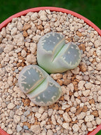 C109 Lithops Olivacea | 2 cabezas