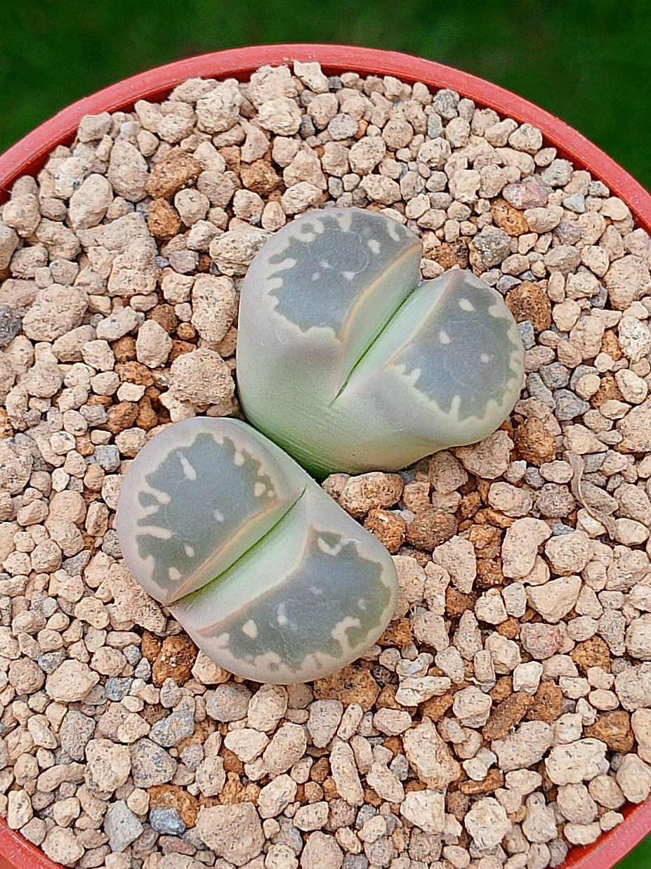 C109 Lithops Olivacea | 2 cabezas