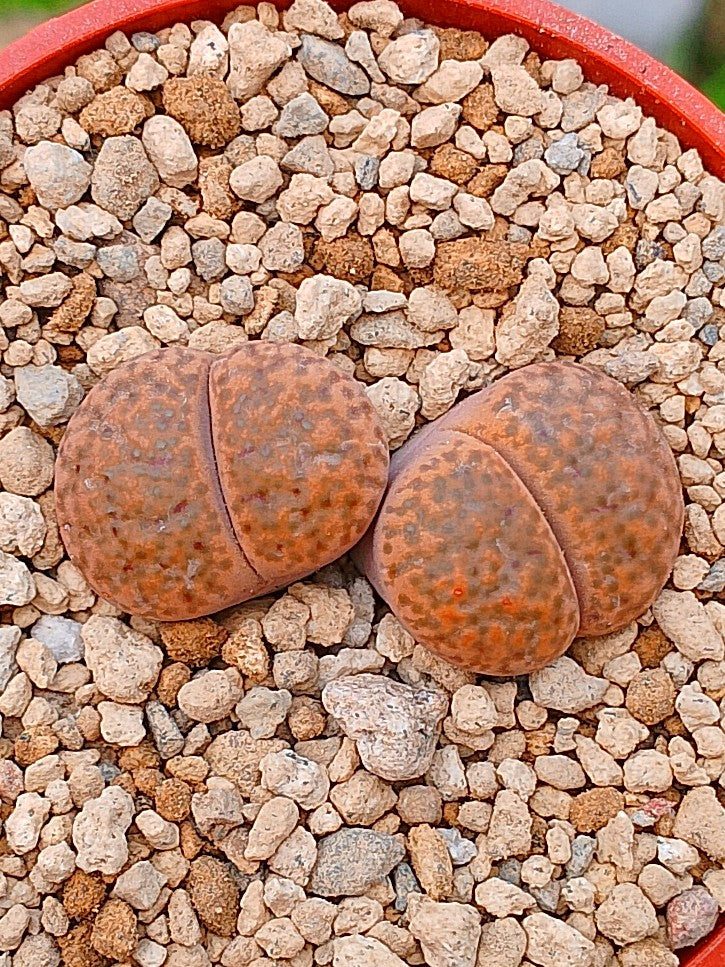 Lithops Bromfieldii | 2 cabezas
