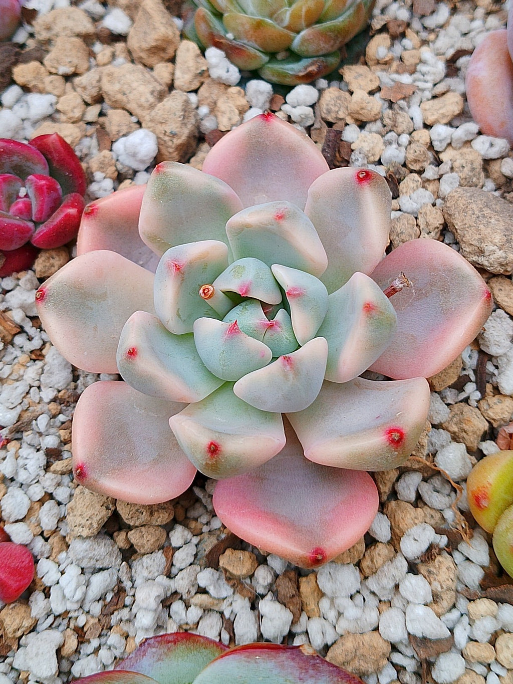 Echeveria Pink Beauty variegada | maceta 3"
