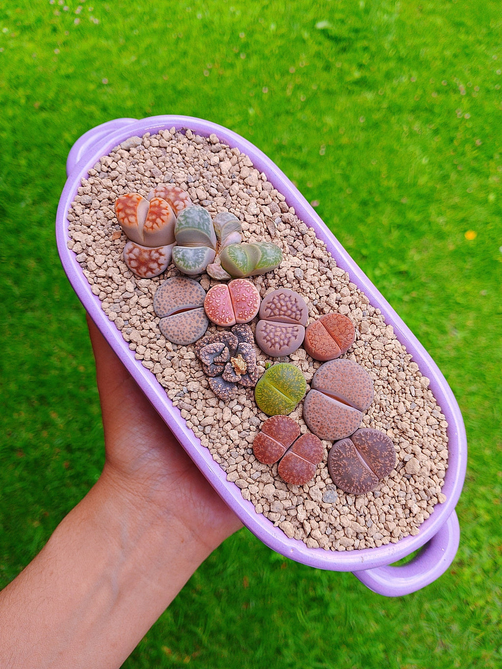 Paquete lithops Mix - Tina B