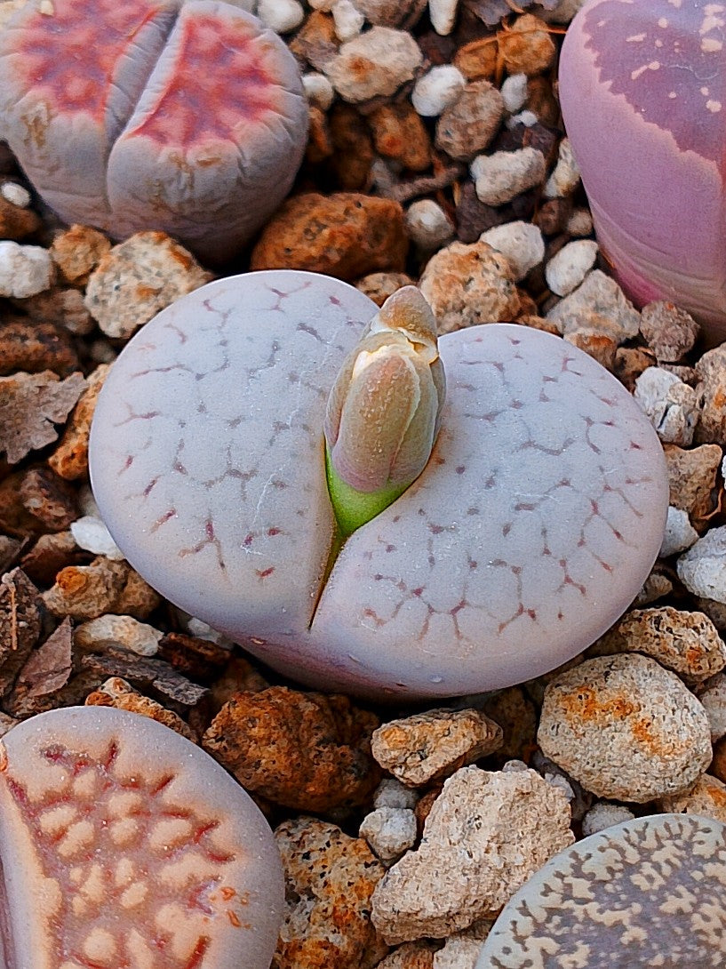 C246 	Lithops pseudotruncatella ssp. groendrayensis (Witkop Form)