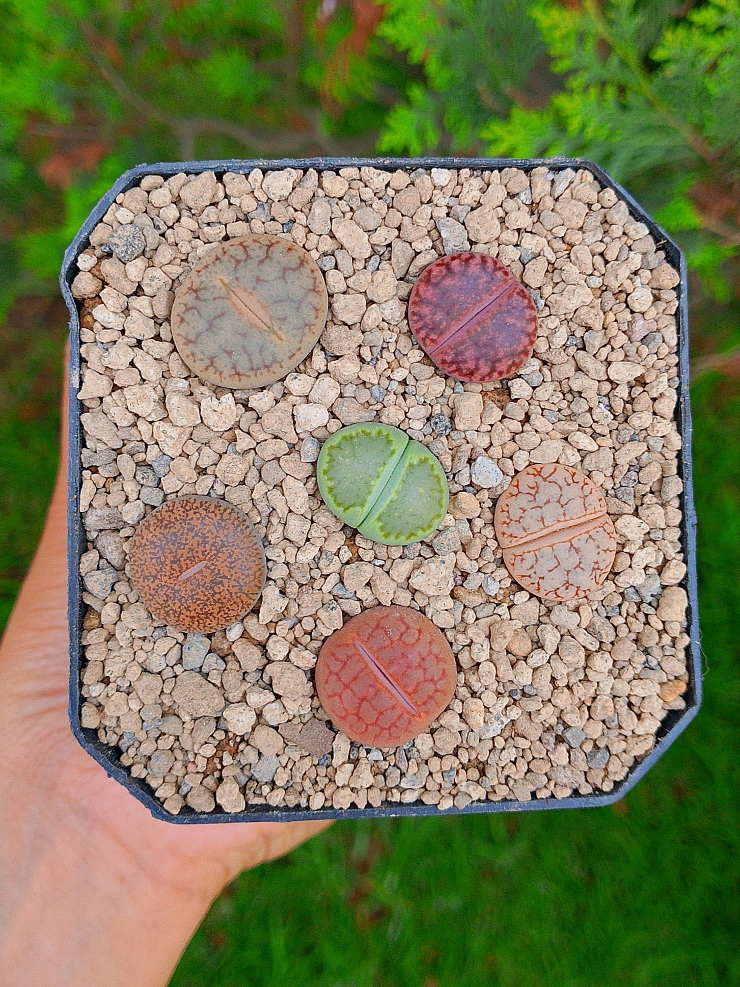 Paquete lithops cultivares M | maceta de 3.5"