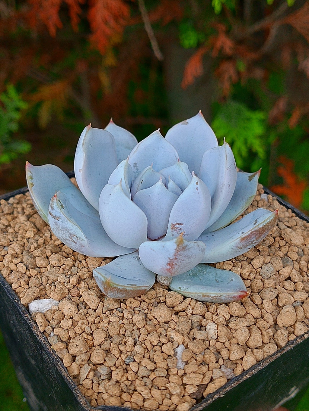 Echeveria Snow bunny | maceta 3"