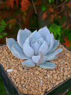 Echeveria Snow bunny | maceta 3"