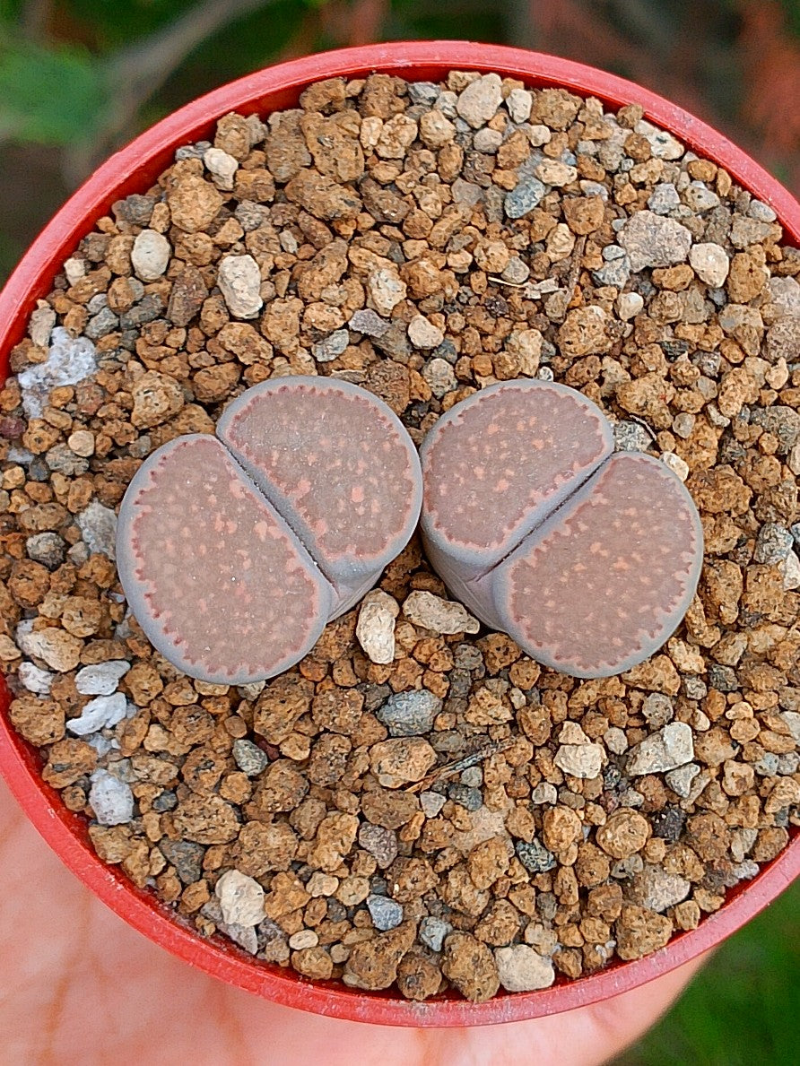 Lithops Salicola| 2 cabezas